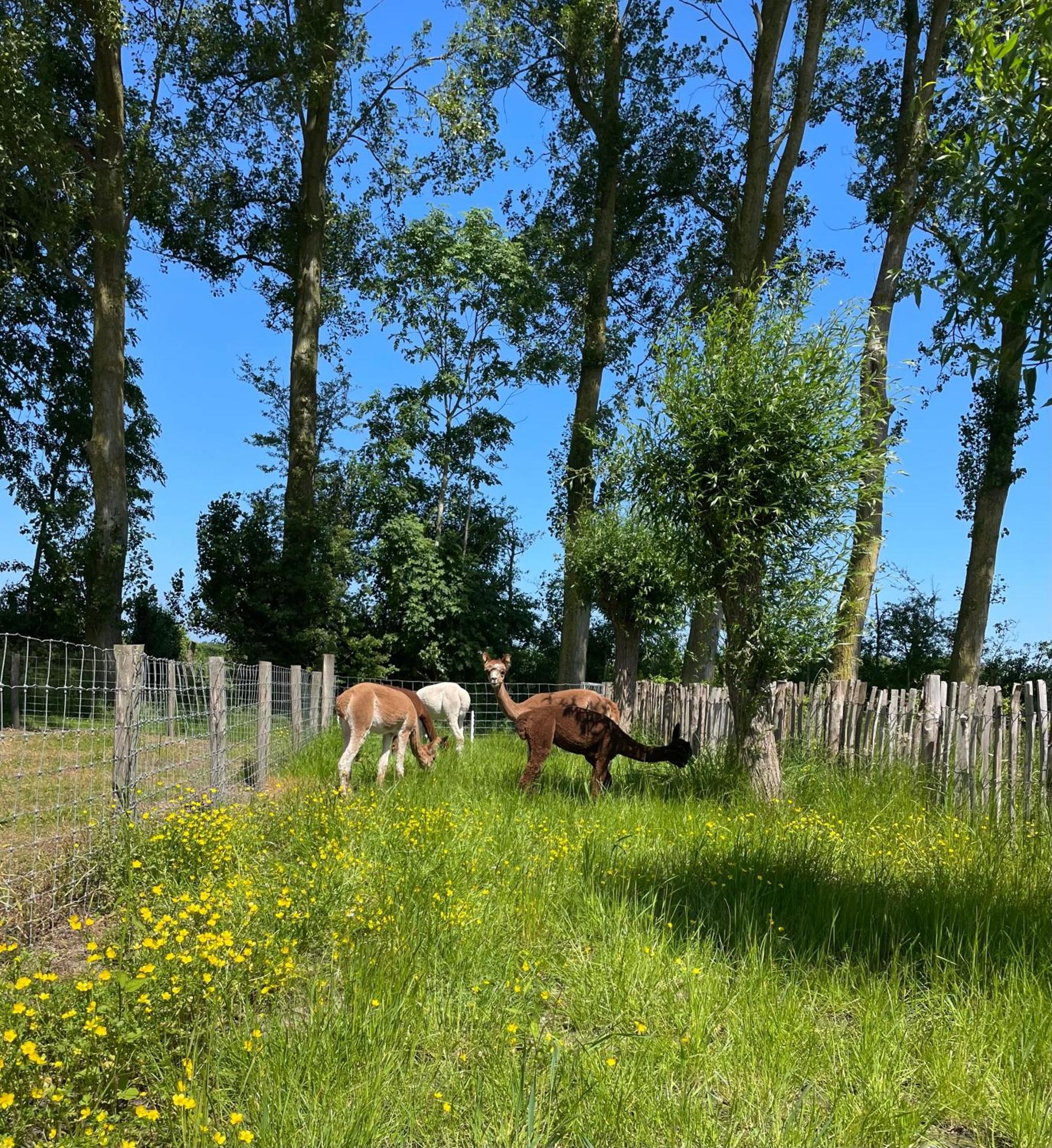 Nieuw Landelijk Vakantiehuis Aan Zee オーストカペッレ エクステリア 写真