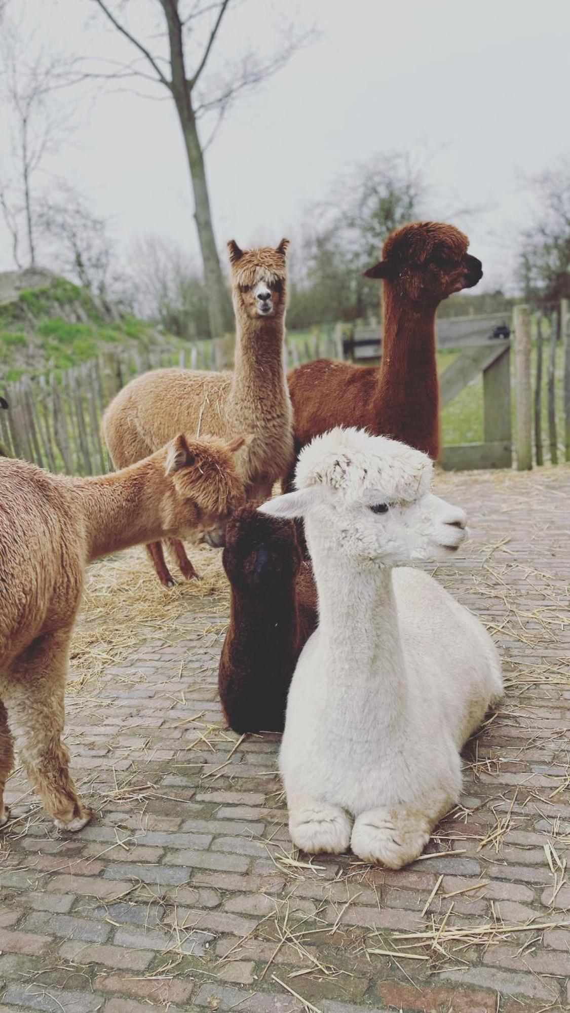 Nieuw Landelijk Vakantiehuis Aan Zee オーストカペッレ エクステリア 写真